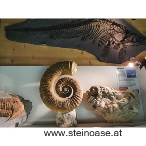 Ammonite versteinert XL